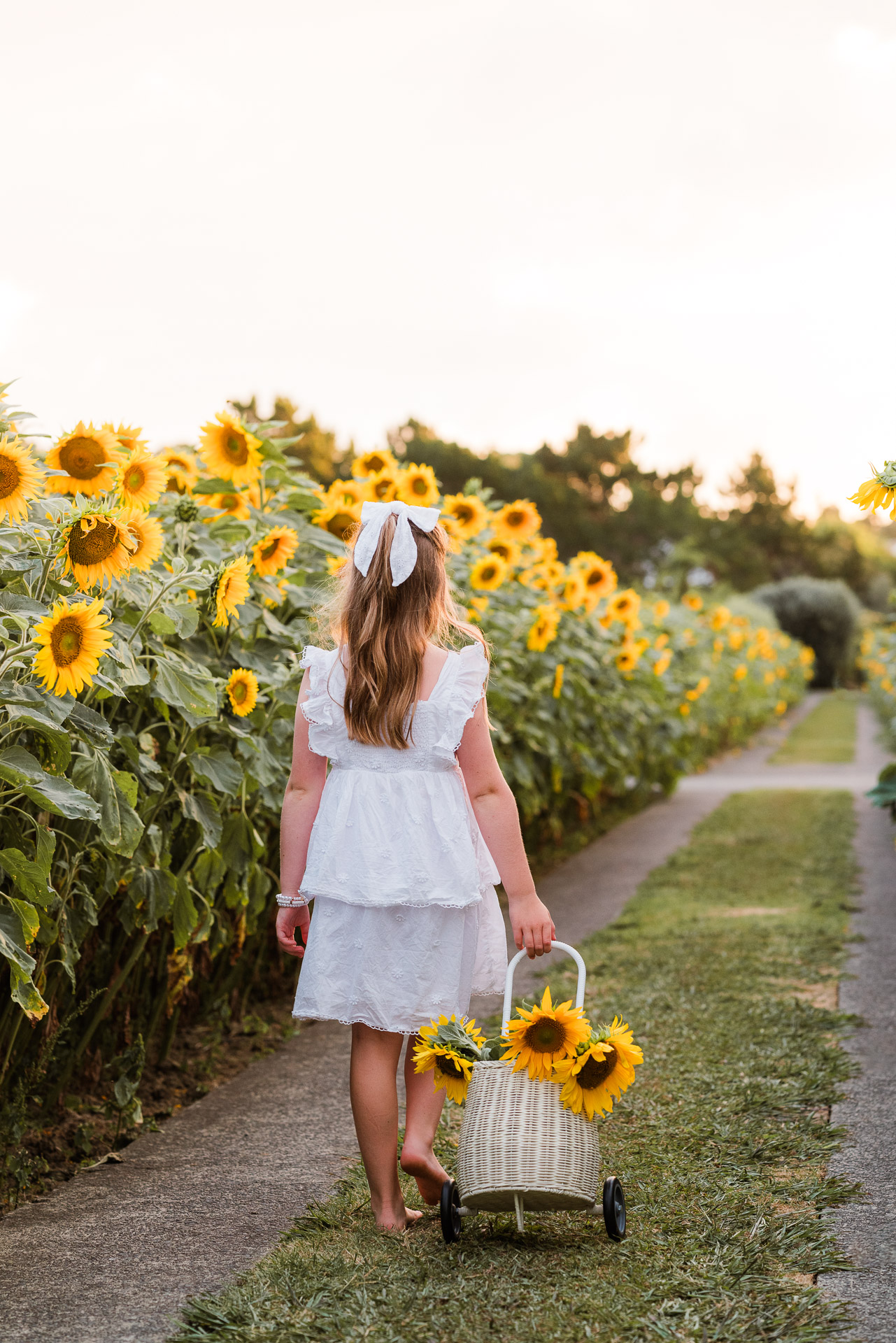 Child standing in the sunflower rows with sunlight behind her, part of a seasonal Auckland family mini shoot.